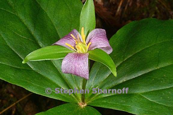 trillium ovatum 5 graphic